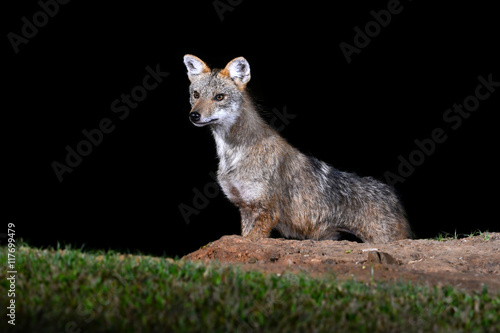 Naklejka Golden Jackal or fox