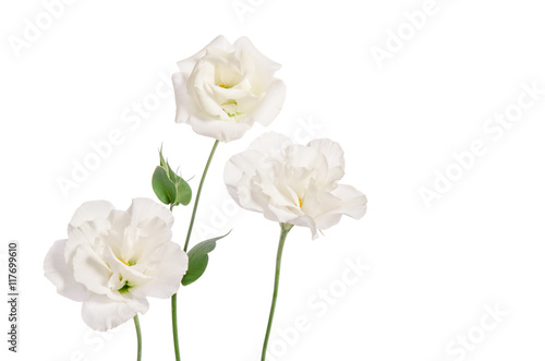 Beautiful eustoma flowers isolated on white background and free