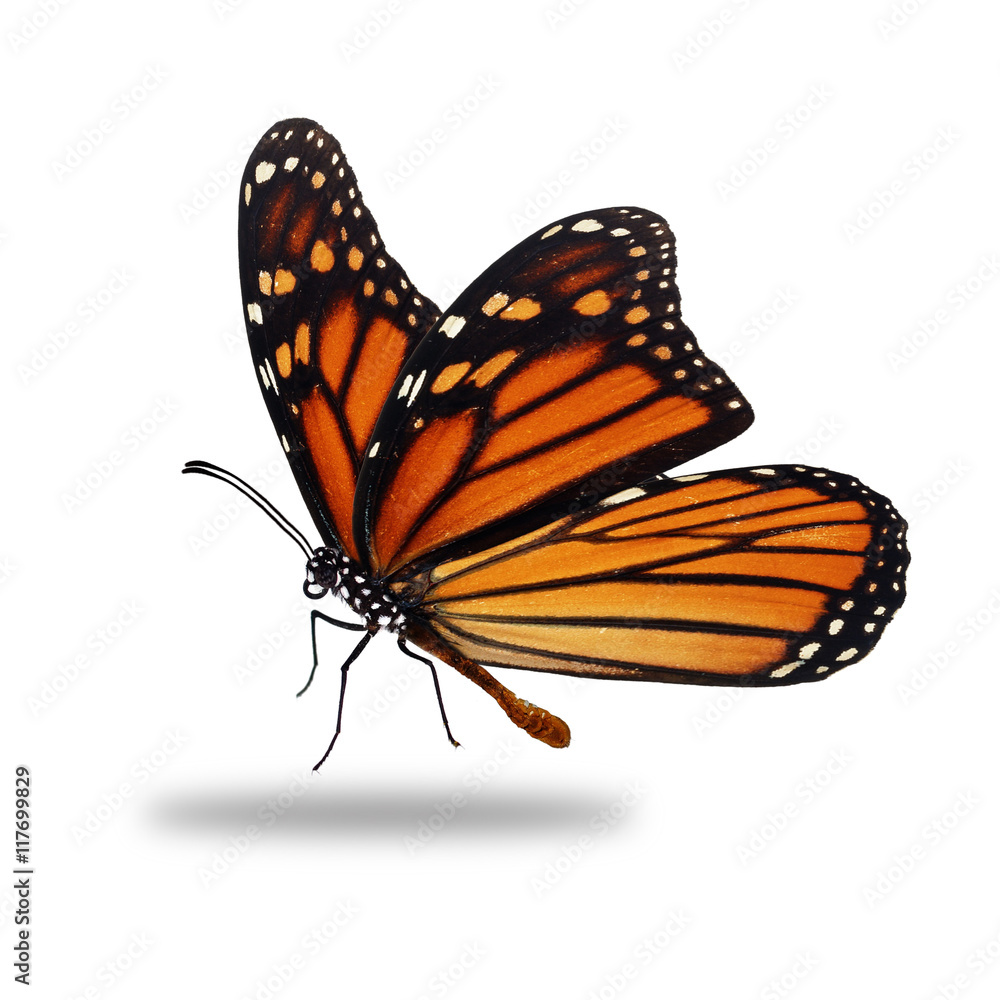 Naklejka premium Piękny motyl monarcha
