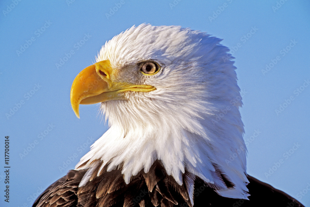 Obraz premium Head of beautiful mature Bald Eagle against blue sky