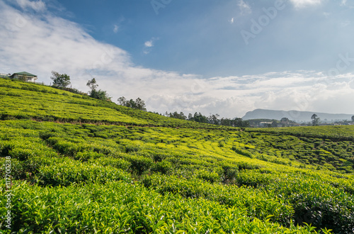 Tea plantation in Asia