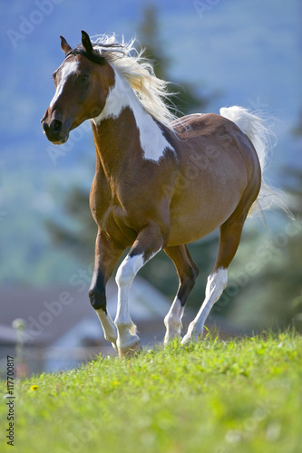 Beautiful Pinto Stallion galloping in field