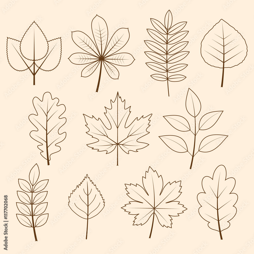 vector collection of autumn leaves 