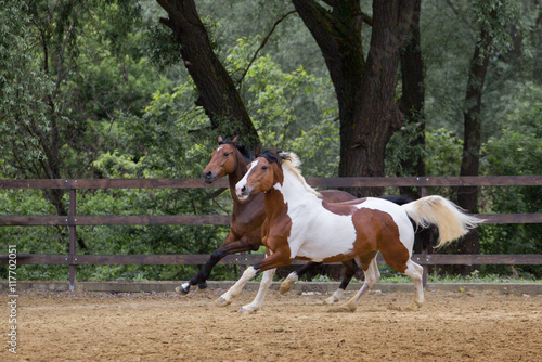 Piebald and brown horses run on the threes background