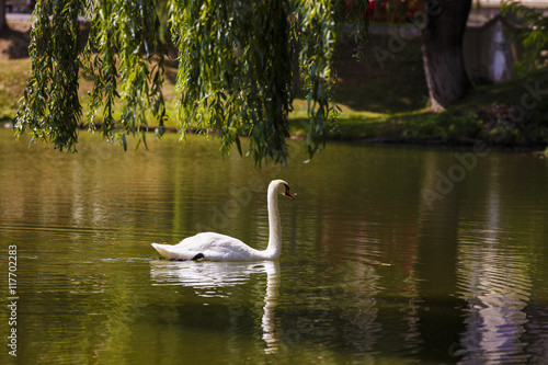 white swan on a lake in the park