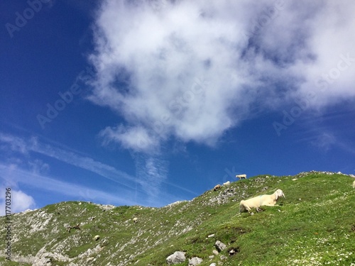 Schaf liegt auf Bergwiese photo