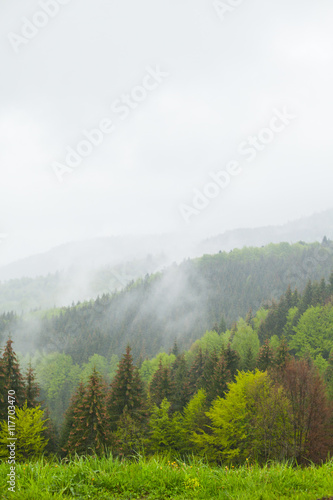 Forest among hills surrounded by thick mist