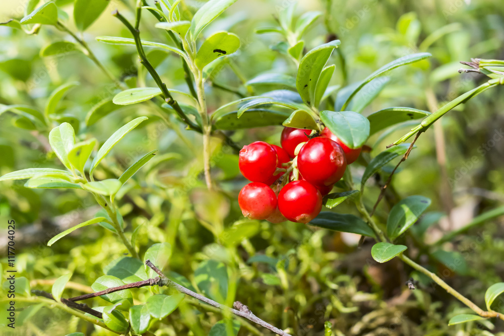 Ripe foxberry in wild woods Ripe foxberry in wild woods