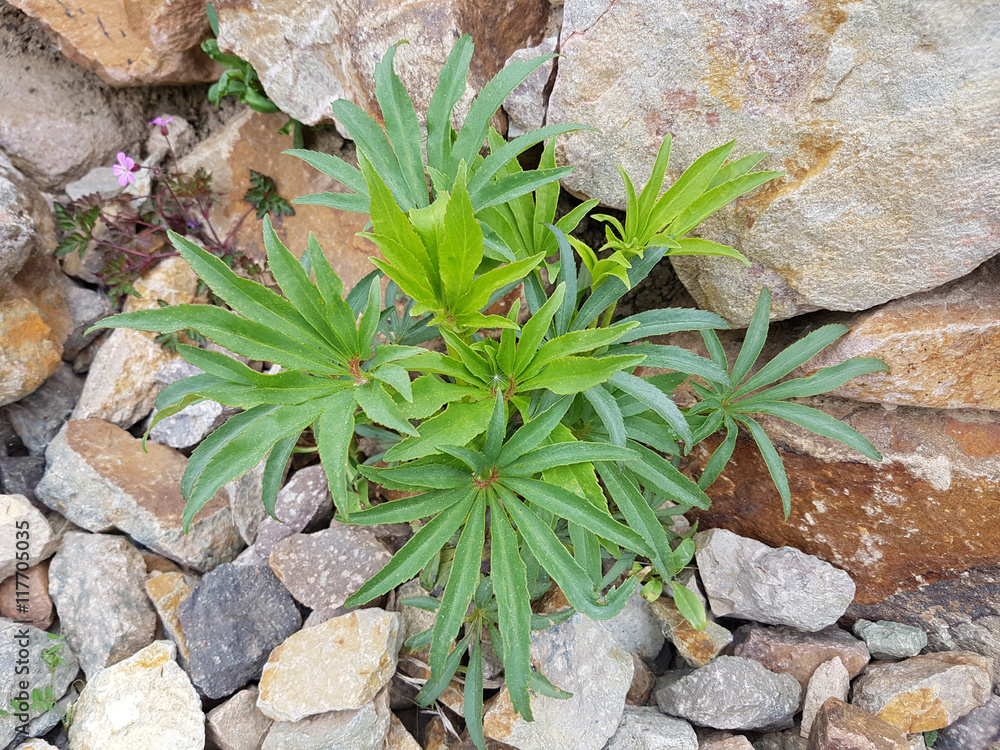 Stinkende, Nieswurz; Helleborus, foetidus Stinkende, Nieswurz; Helleborus, foetidus