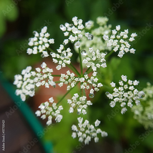 Tautropfen; Grashalm; Gras; Wasser photo