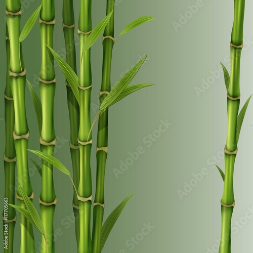 Fototapeta Naklejka Na Ścianę i Meble -  Bamboo reeds