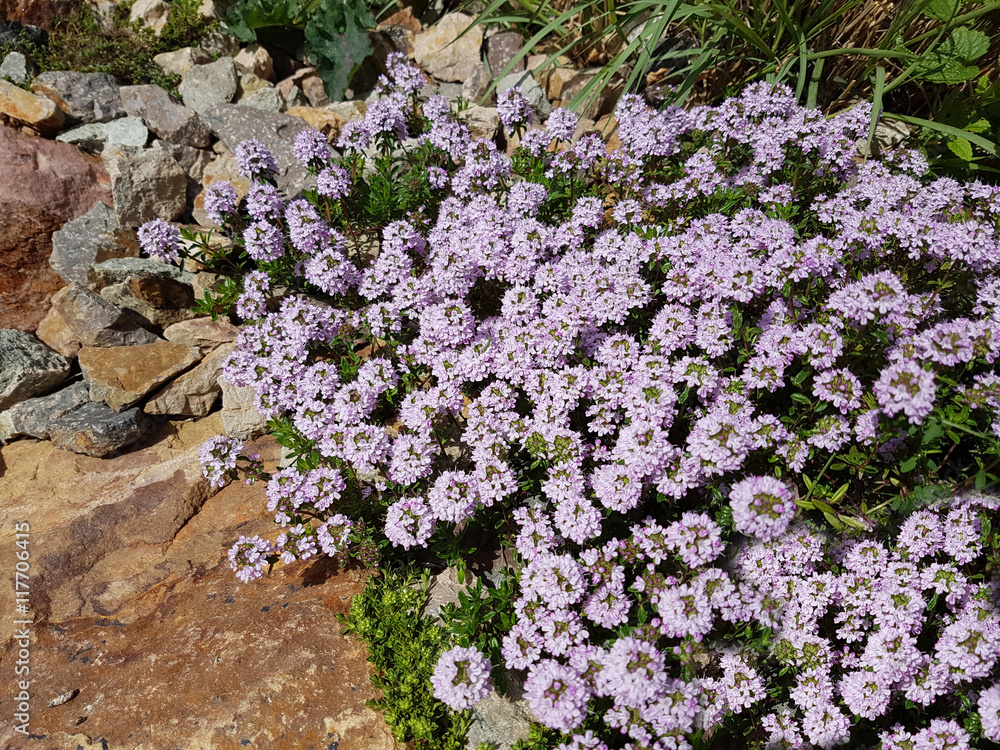 Thymus; vulgaris, Gewuerz, Heilpflanze, Kraeuter, Kuechenkraeute Thymus; vulgaris, Gewuerz, Heilpflanze, Kraeuter, Kuechenkraeute