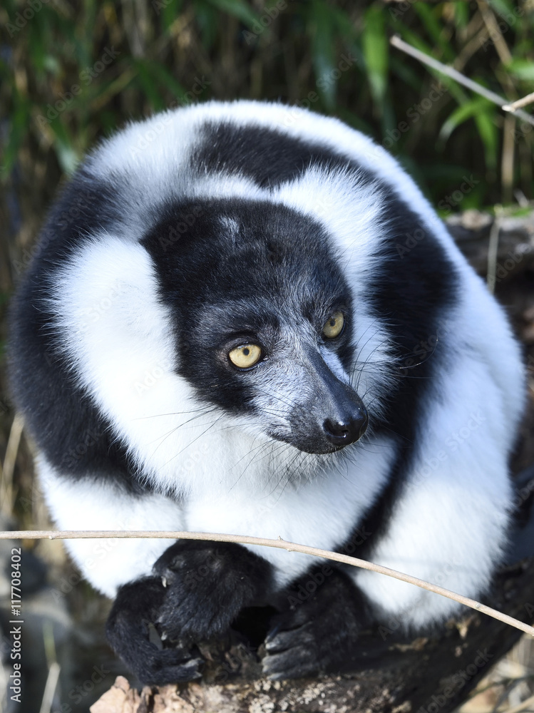 Black and white colored lemur, close-up of a madagascar meerkat. 