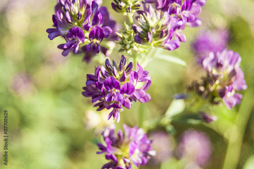 Obraz premium Wallpaper macro violet flowers on blur backgroun