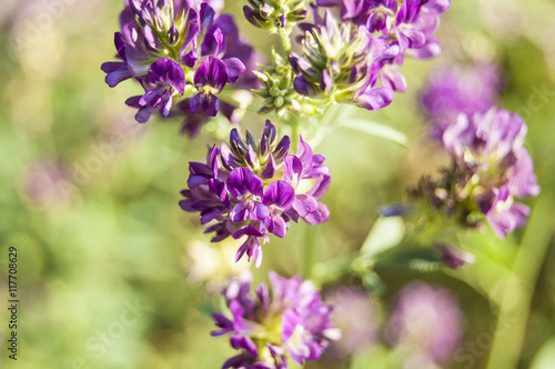 Wallpaper macro violet flowers on blur backgroun