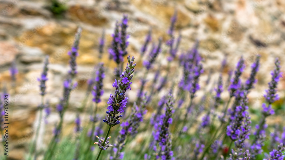 Obraz premium Lavendar in front of an old brick wall