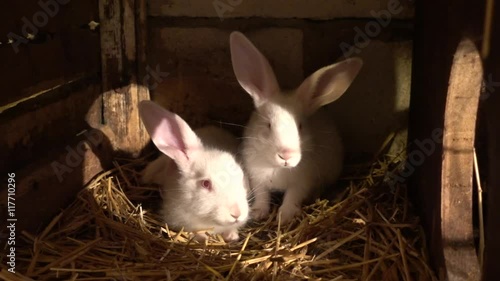 White rabbit in a cage