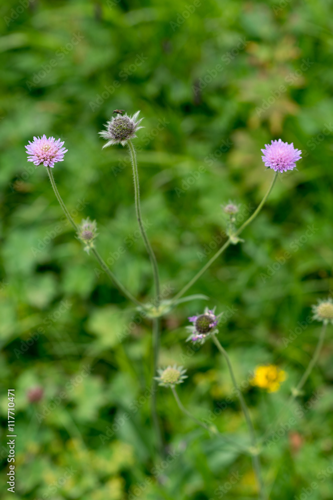 Fiori rosa lilla di ambretta nel prato Fiori rosa lilla di ambretta nel prato