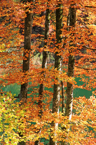 Bunt eingefärbte Bäume im Herbst photo