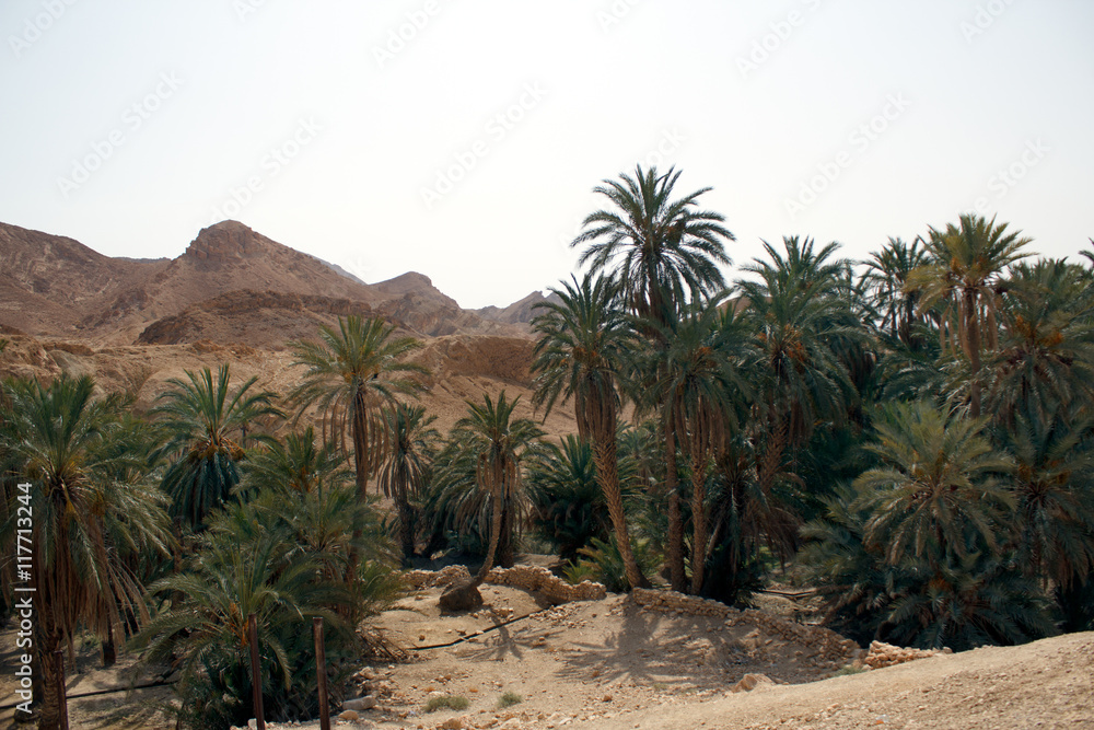 an oasis in the mountains of Tunisia an oasis in the mountains of Tunisia