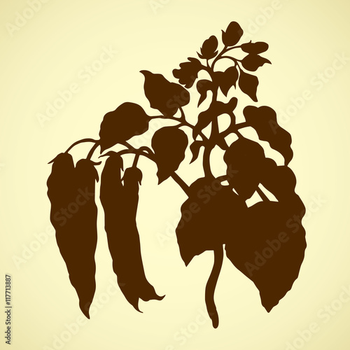 Branches beans. Vector drawing