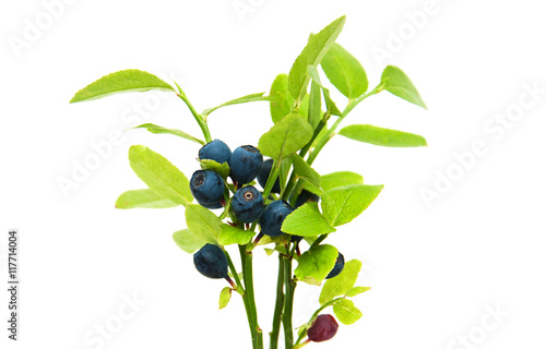 ripe blueberries on the branch