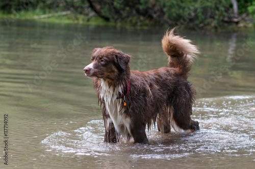 Cane che gioca  nell’acqua  photo