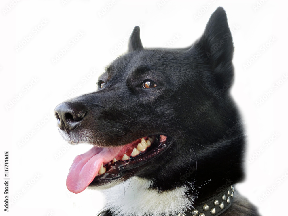 Why Does My White Dog Look Pink