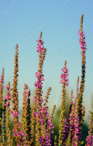 Tops of dark pink Purple Loosestrife flowers from close