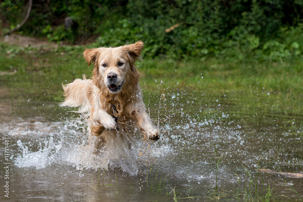 Cane razza golden retriever  giallo  nocciola che gioca  e si diverte nell’acqua di un lago alpino