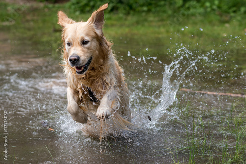 Fototapeta Naklejka Na Ścianę i Meble -  Cane razza golden retriever  giallo  nocciola che gioca  e si diverte nell’acqua di un lago alpino