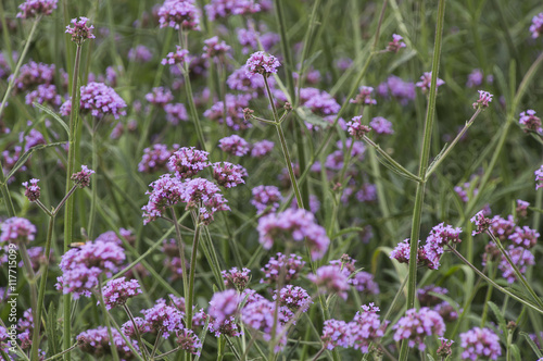 Blooming Verbena garden