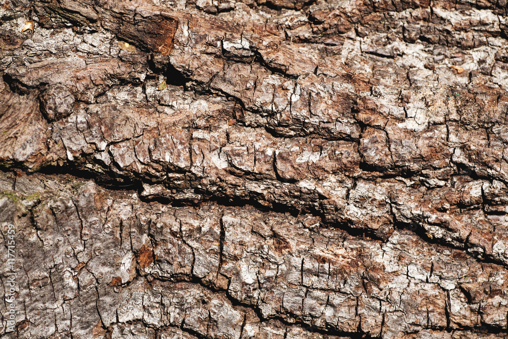 Wood bark background texture Wood bark background texture