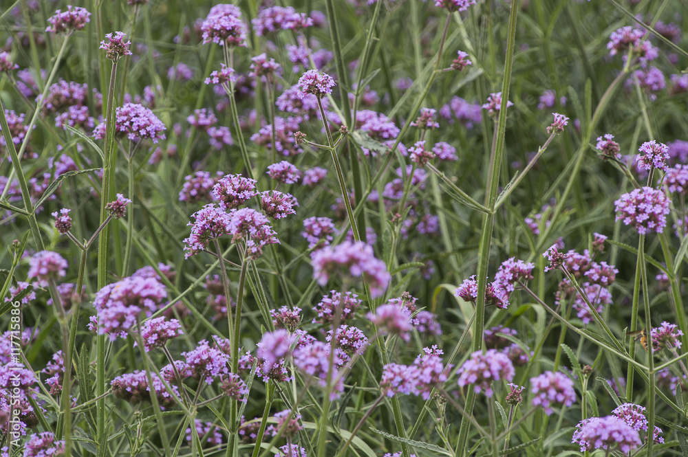 Fototapeta premium Blooming Verbena garden