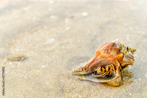 Hermit Crab in a screw shell on wet sand of a tropical sea beach  selective focus