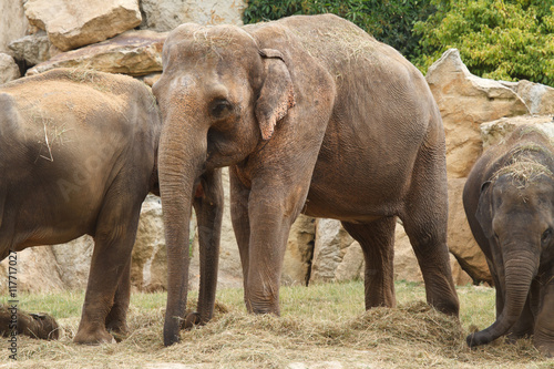 Asian elephant with baby in Prague zoo 