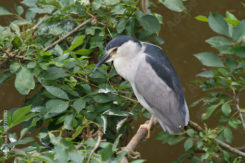 Black-Crowned Night Heron photo