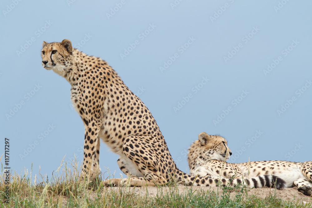 Naklejka premium Two cheetahs on the hill in the savannah