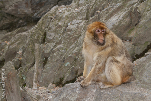 Barbary Macaque  Macaca sylvanus  on the background of rocks.   