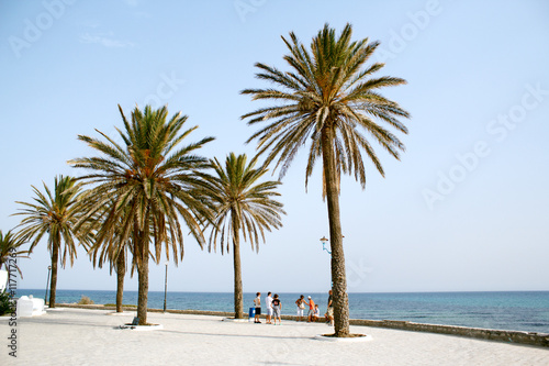 Fototapeta Naklejka Na Ścianę i Meble -  Quay with palm trees