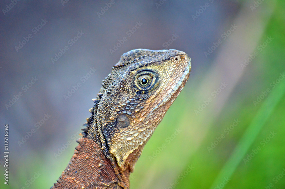 Obraz premium Close up of an Australian Eastern Water Dragon 
