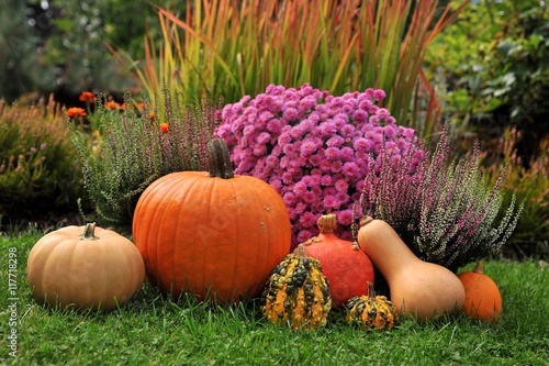 Punpkins in garden