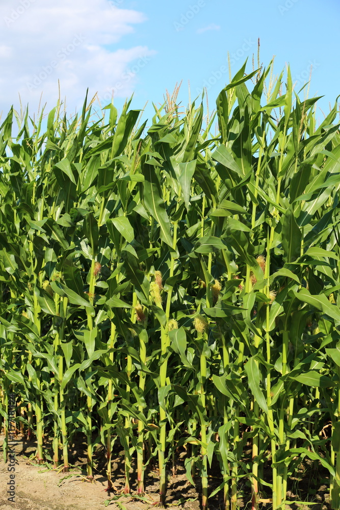 とうもろこし畑