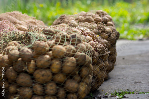 organic potatoes in the field