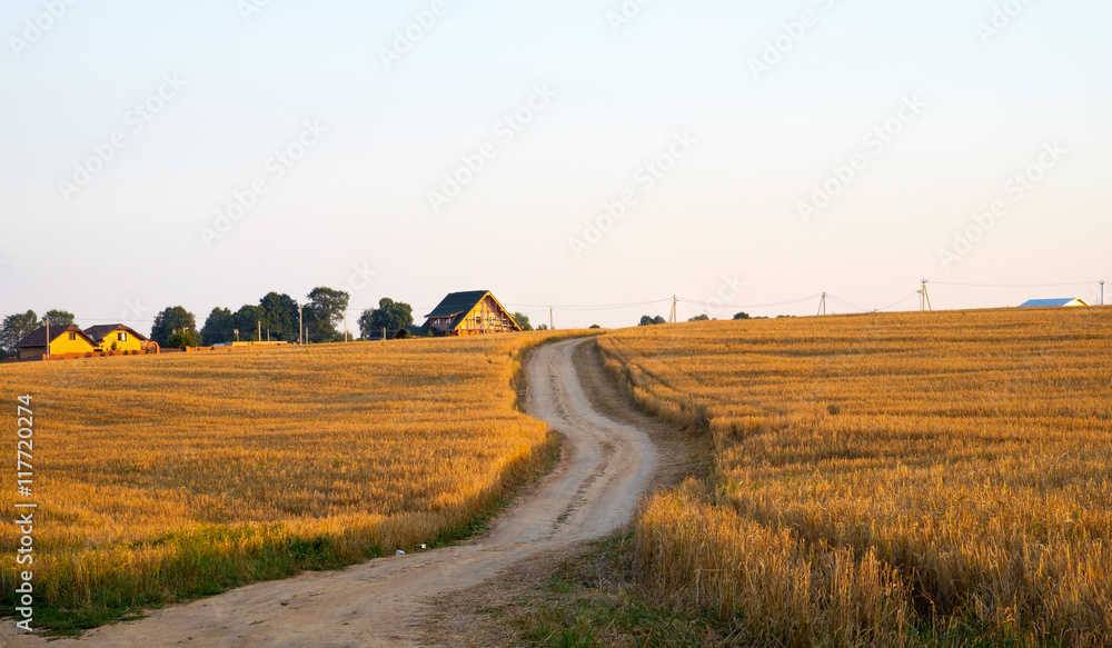 Countryside nature landscape with gold color clover flower field and rural road near village at sunset time Countryside nature landscape with gold color clover flower field and rural road near village at sunset time