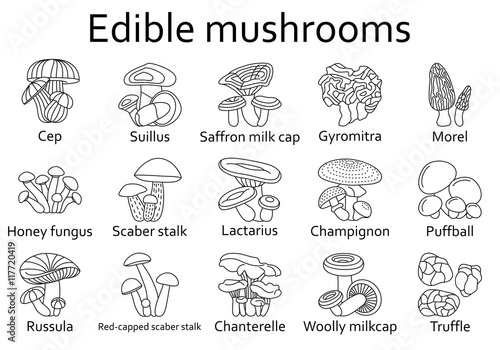 Edible mushrooms icons set. Vector illustration.