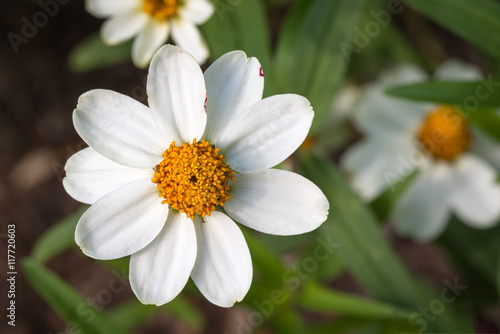 Closeup of white cosmos flowers in a garden on a sunny summer day