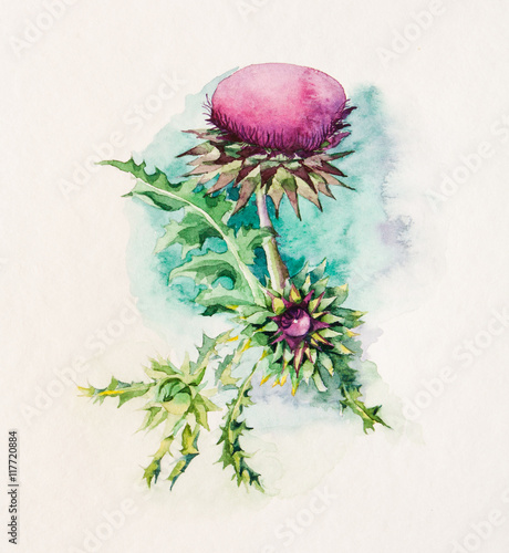 Watercolor painting of thistle flower.
