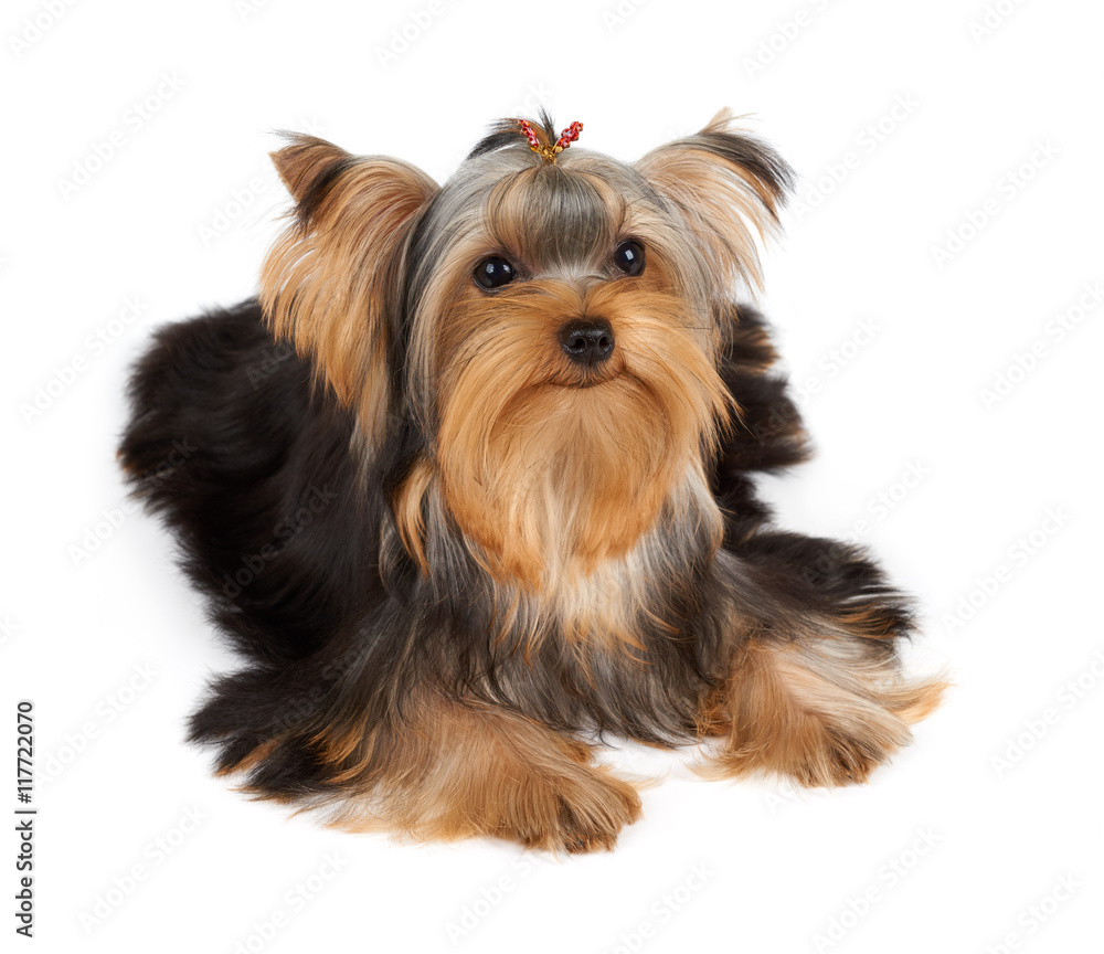 One dog with hairpin