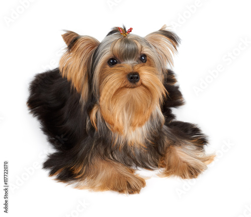 One dog with hairpin